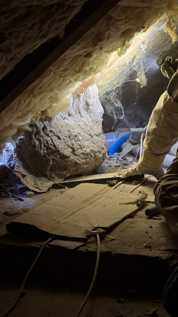 A legbiztonságosabb döntés: hívjon darázsirtó szakembert.