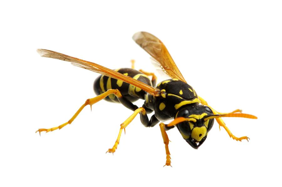 Kecskedarázs (Vespula vulgaris)