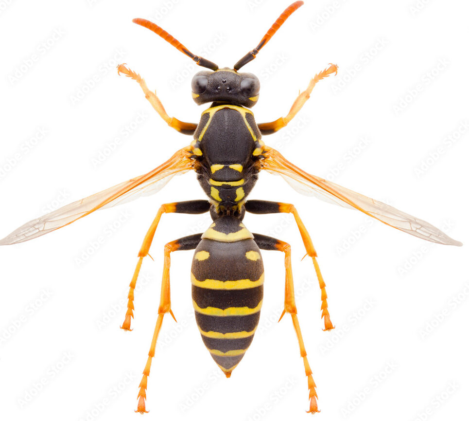 Padlásdarázs (Polistes nimpha)